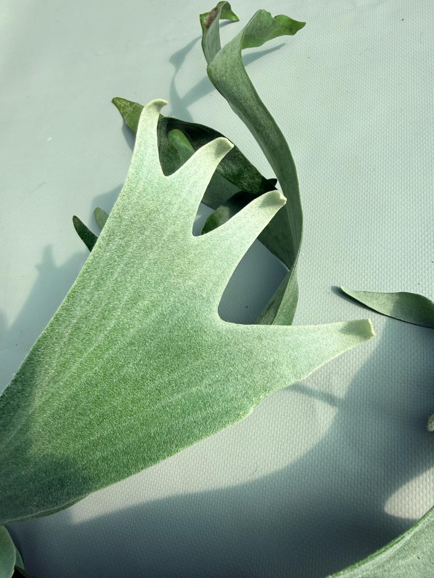 Platycerium Pegasus 09