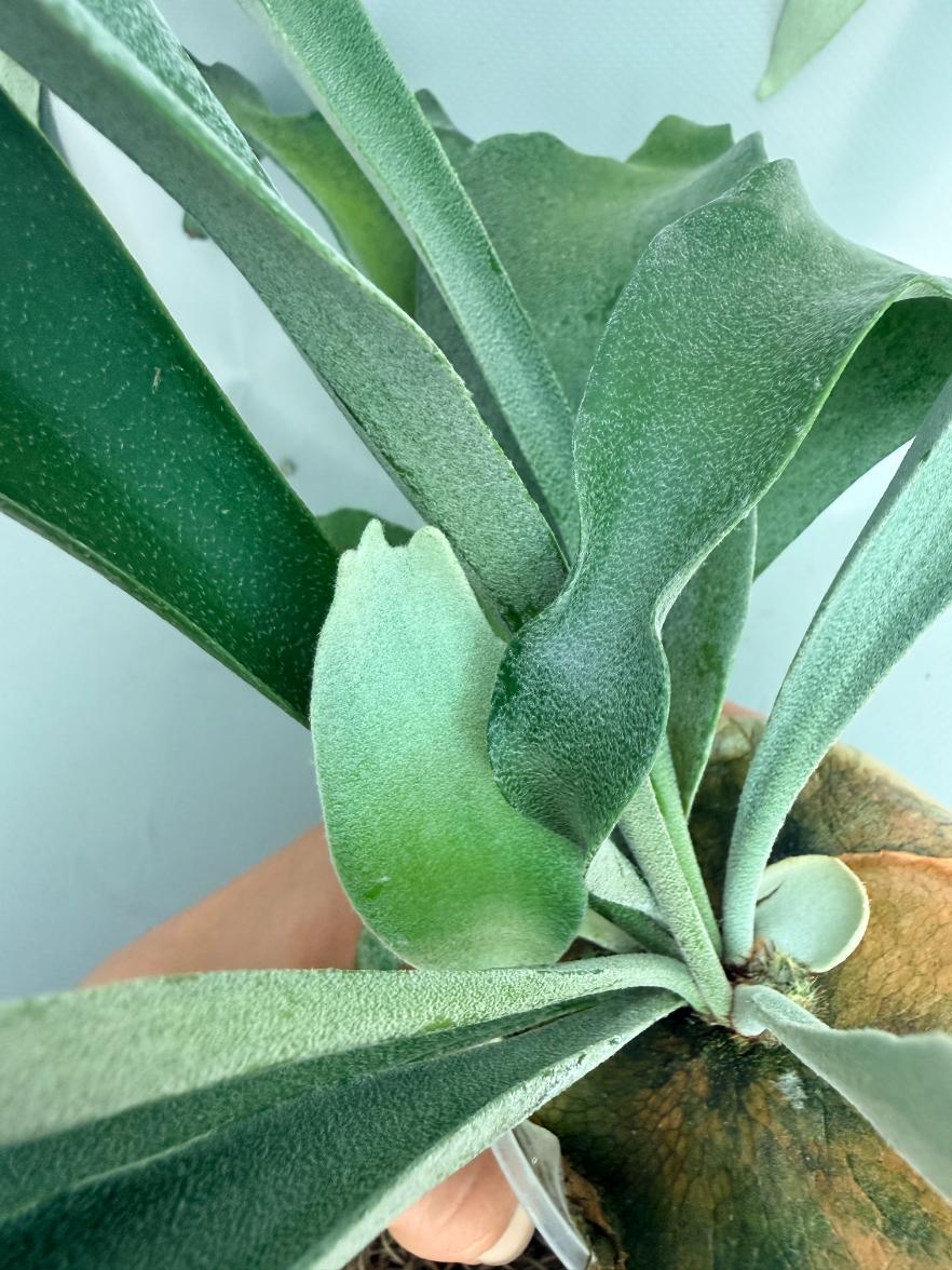 Platycerium Pegasus 05