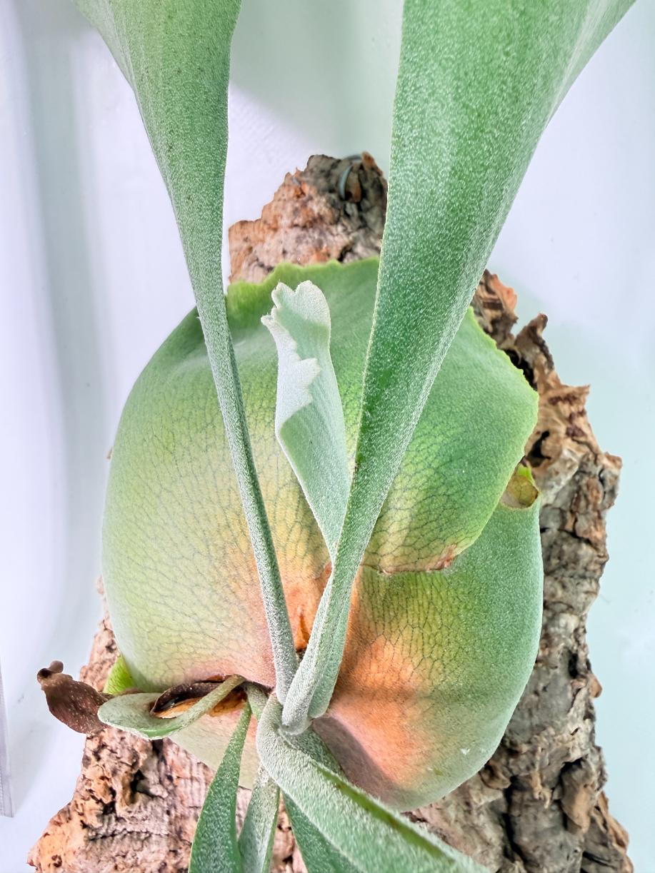 Platycerium popcorn + mounted on the board 2
