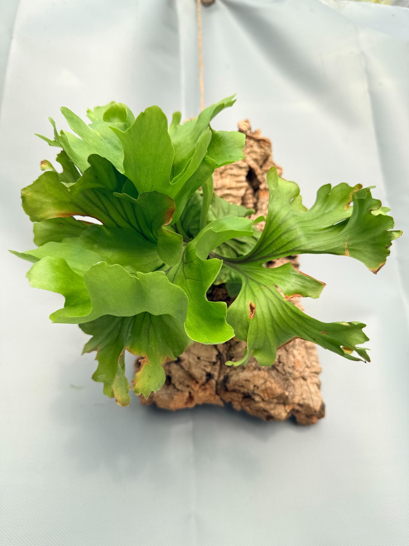 Platycerium Ridleyi 'Monkey King' 02