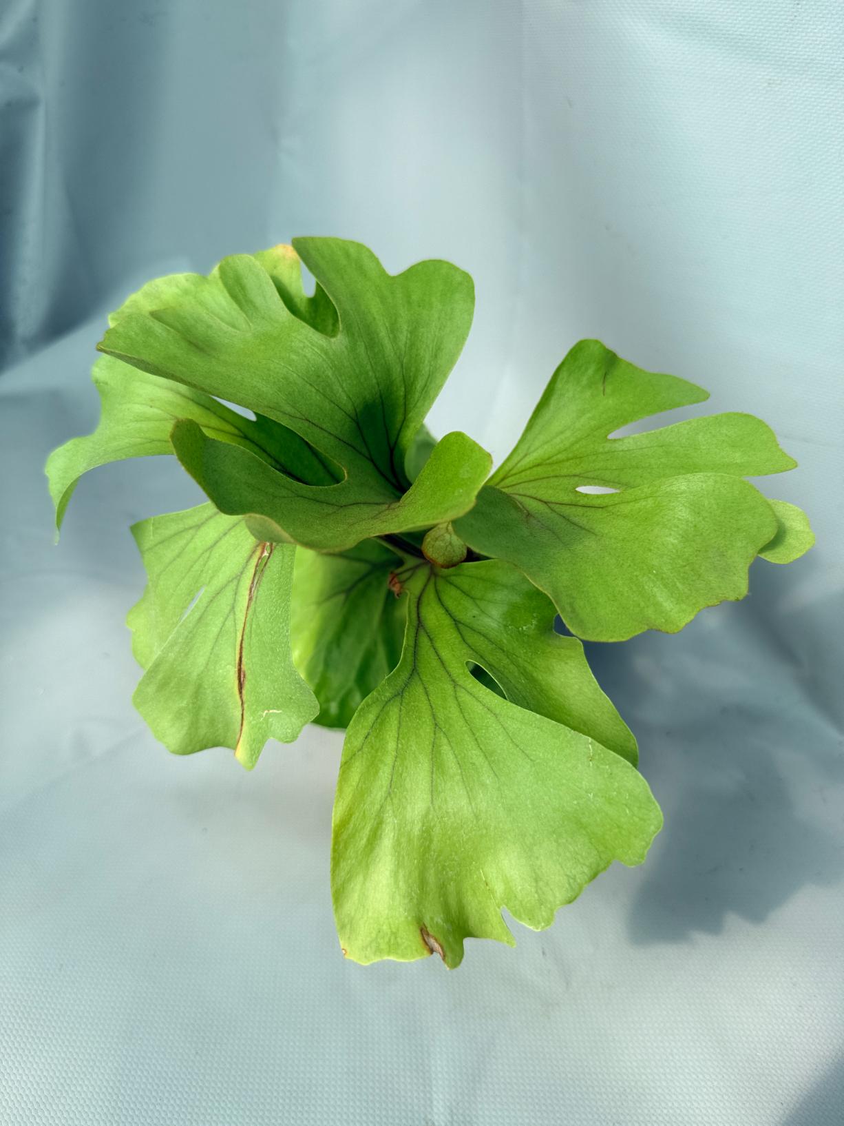 Platycerium Ridleyi var. round frond 'Paradisaea' 02