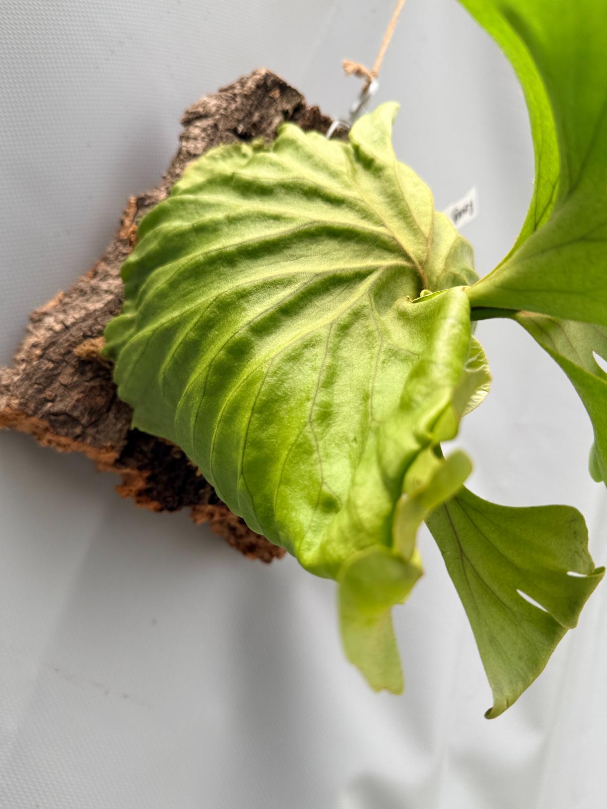 Platycerium Ridleyi var. round frond 'Paradisaea' mounted on the board 2