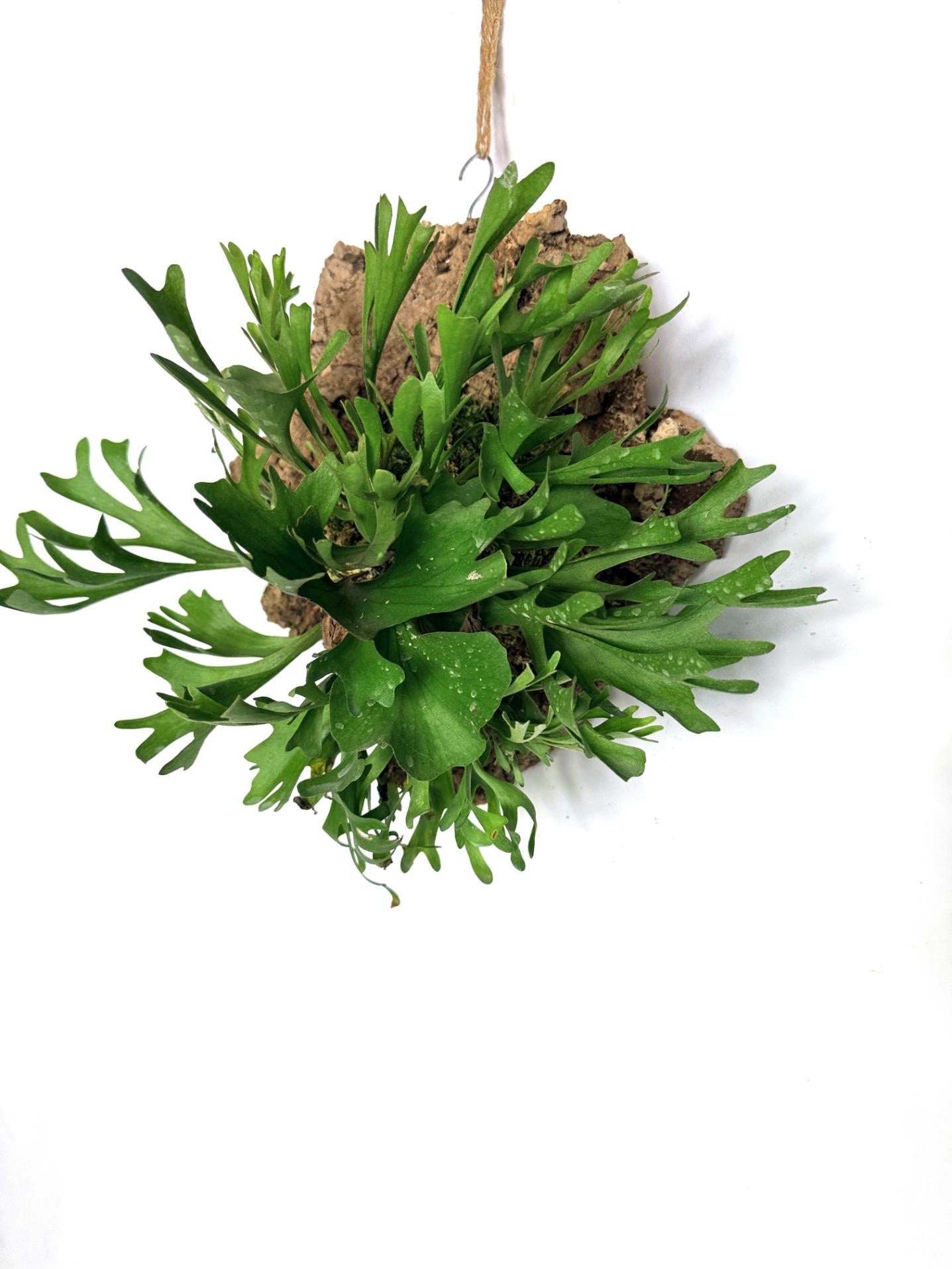 Platycerium Ridleyi var. Coral