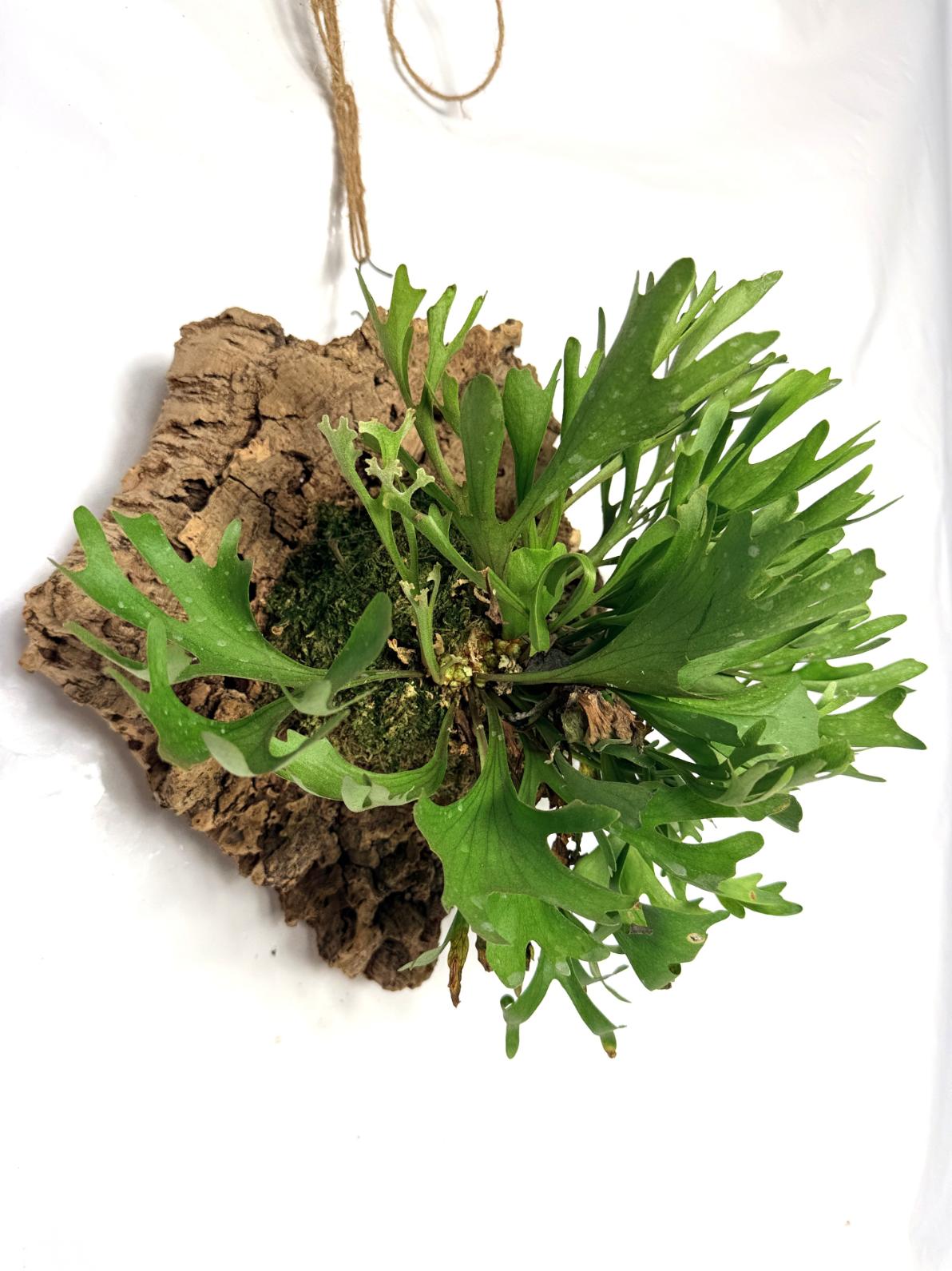 Platycerium Ridleyi var. Coral