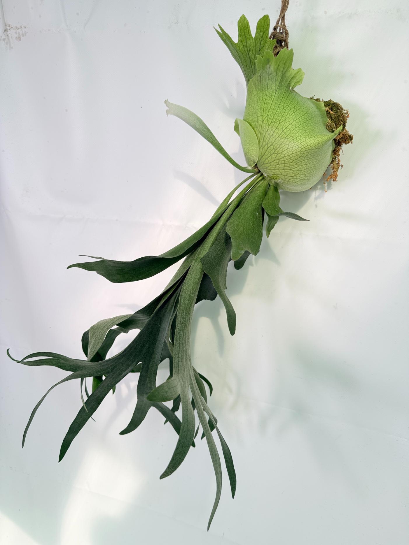 Platycerium SS Foong + Kokedama