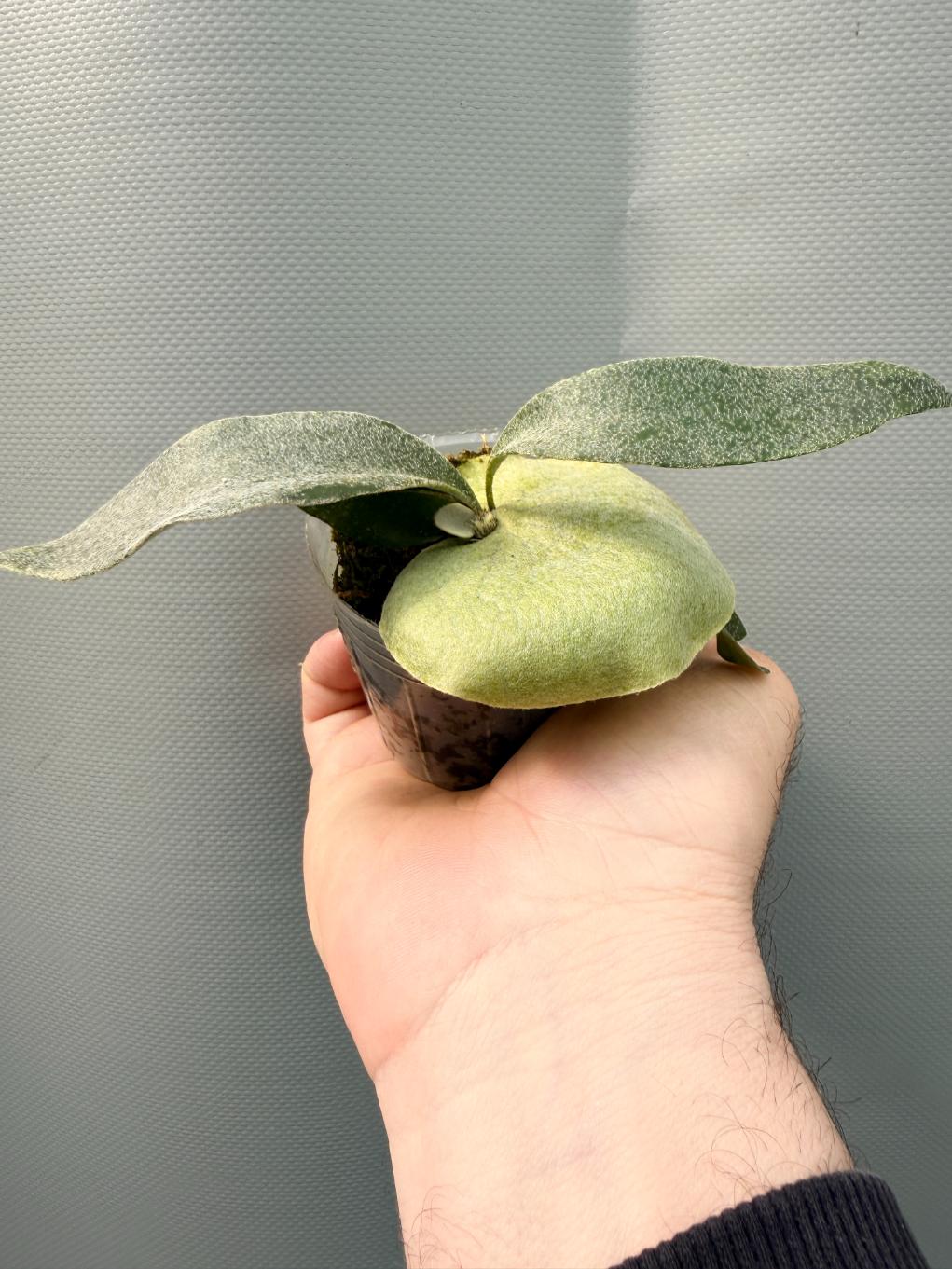Stella Aeterni 3