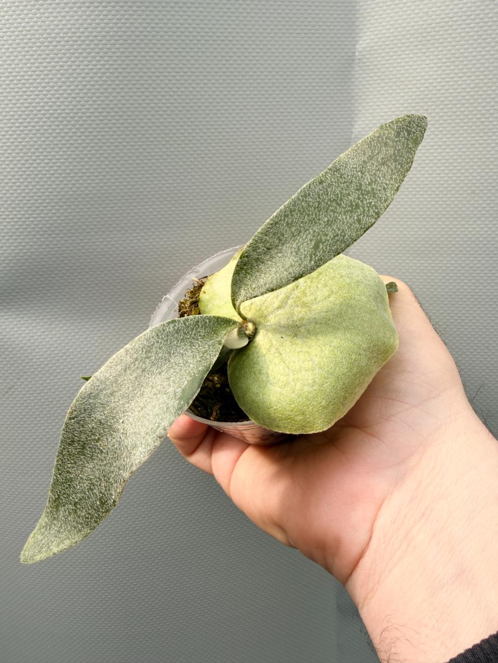 Stella Aeterni 4