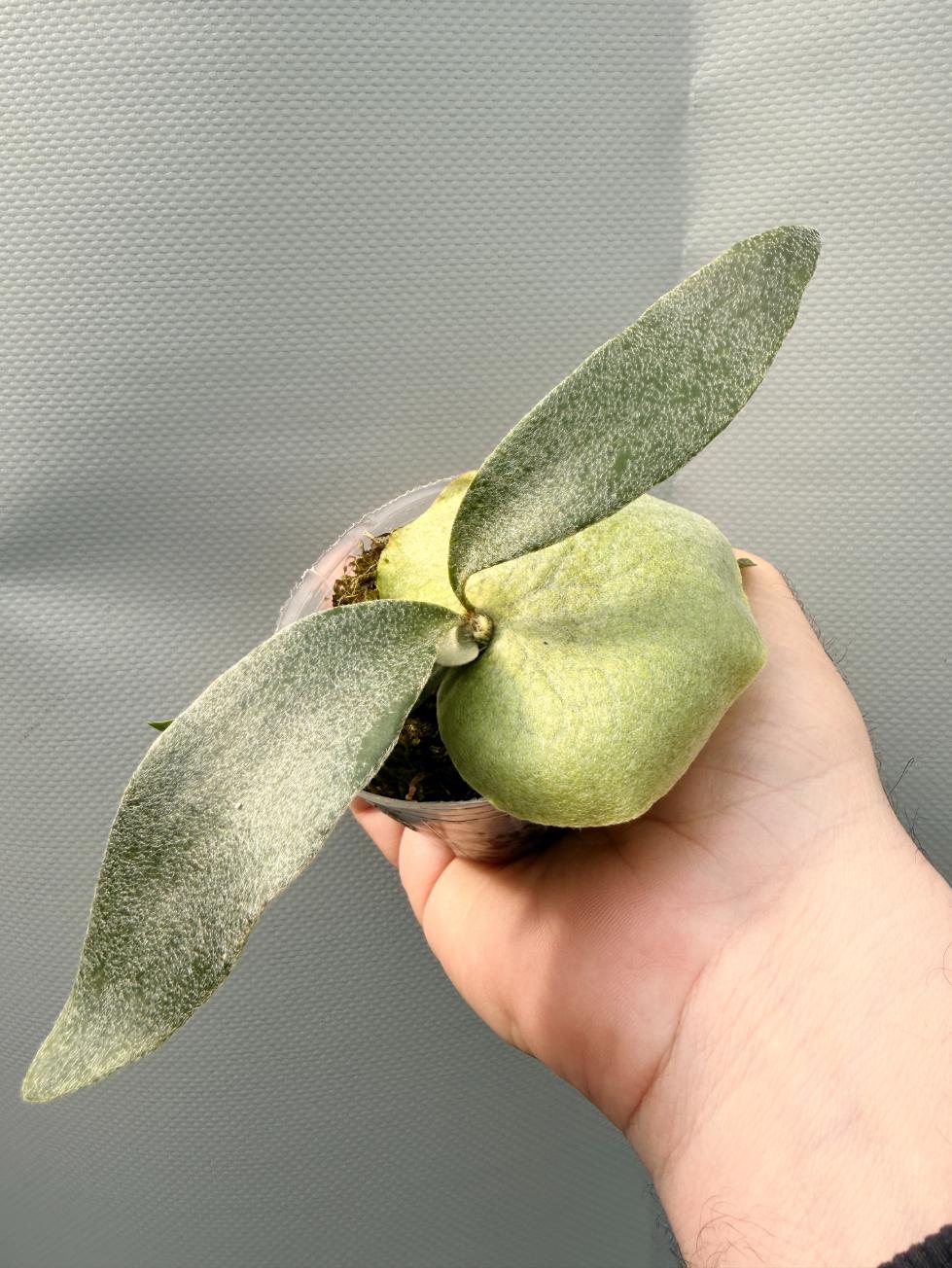 Stella Aeterni 5