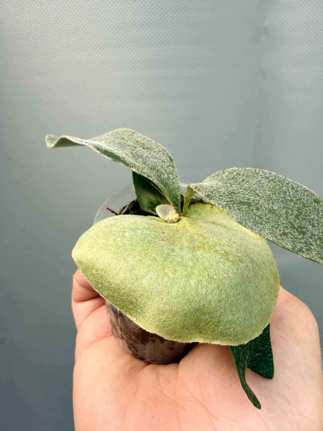 Stella Aeterni 7
