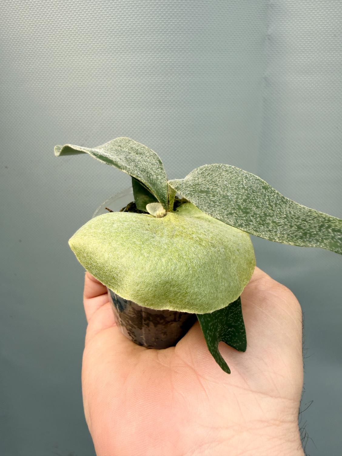 Stella Aeterni 8
