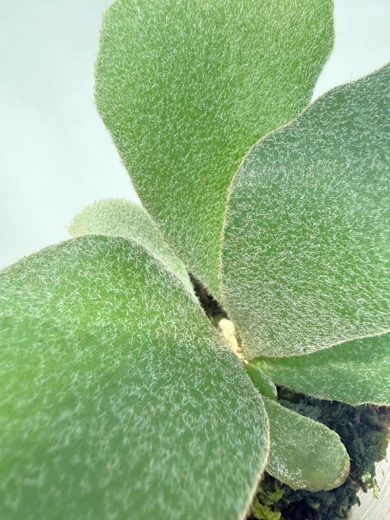 Platycerium Unicorn