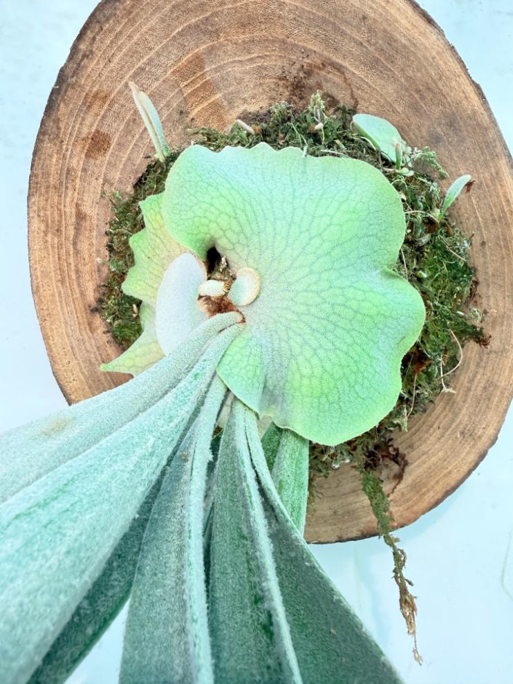 Platycerium Veitchii + mounted on the board 04