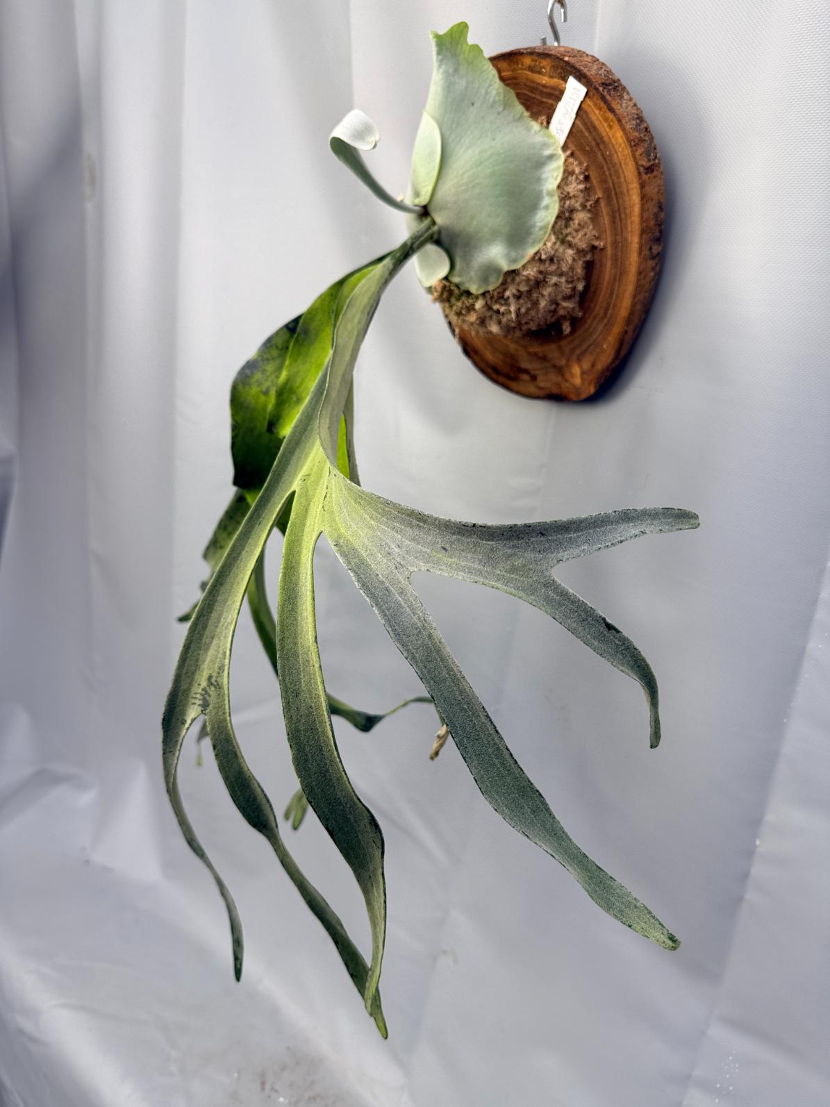 Platycerium Veitchii x Bifurcatum 'White & Shine' + mounted on the
