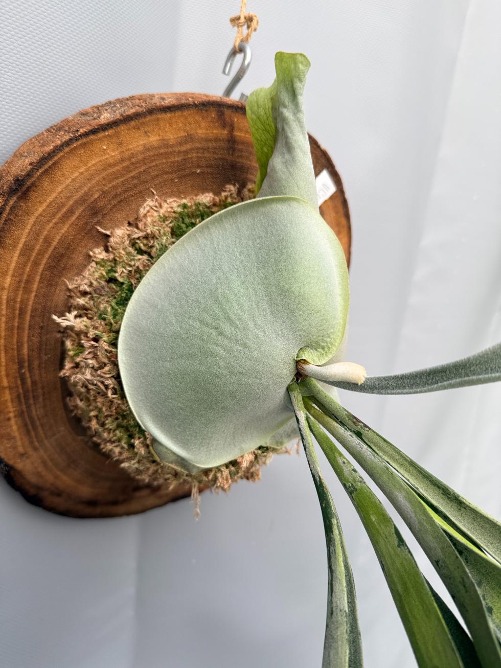 Platycerium Veitchii x Bifurcatum 'White & Shine' + montado en el tablero