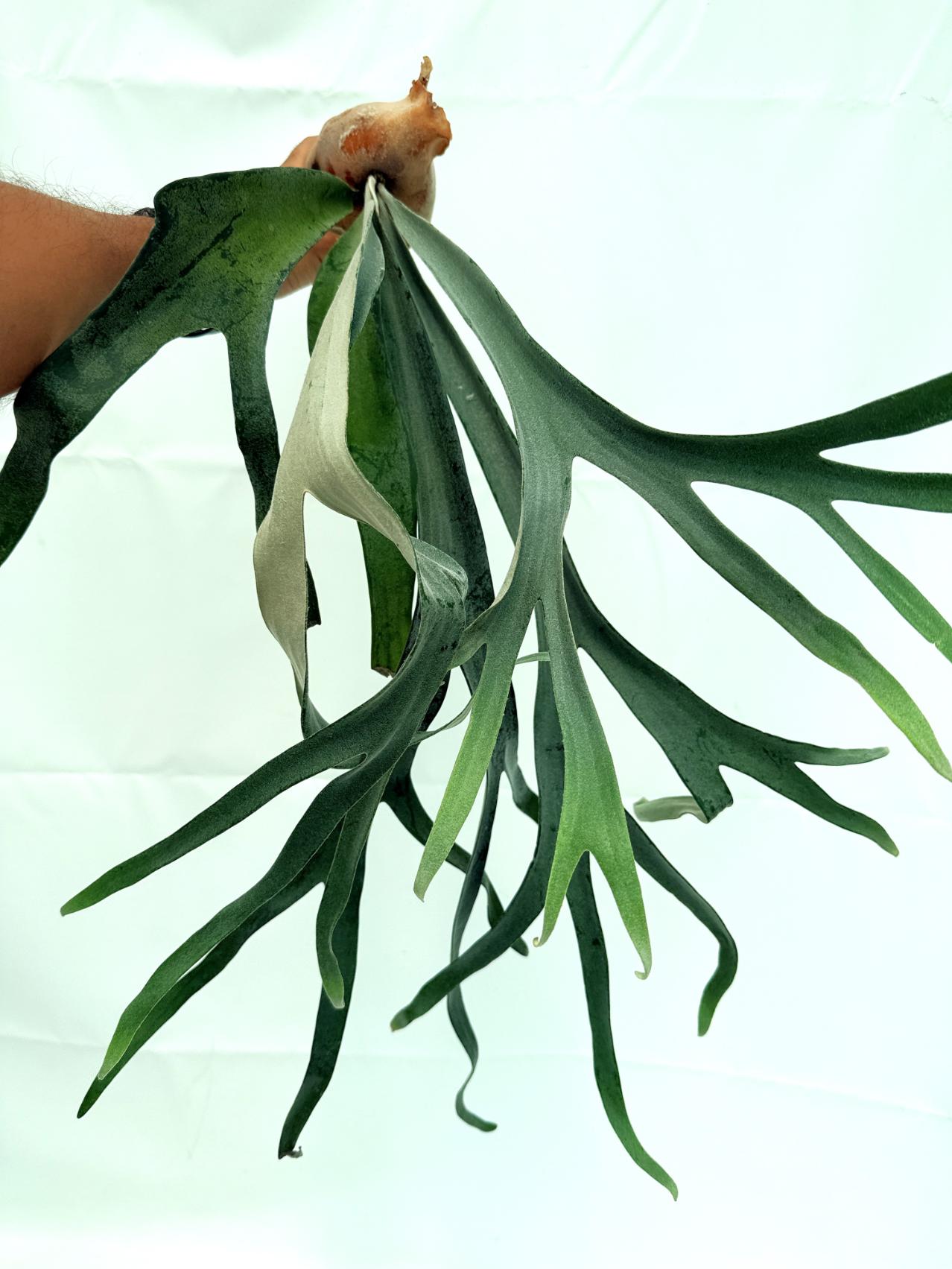 Platycerium Veitchii x Bifurcatum 'White & Shine'