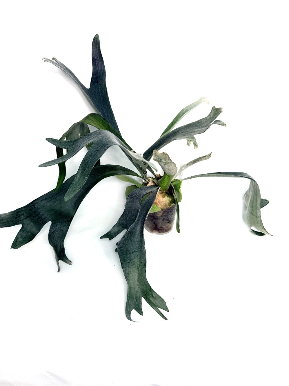 Platycerium_Veitchii_x_Bifurcatum__White___Shine