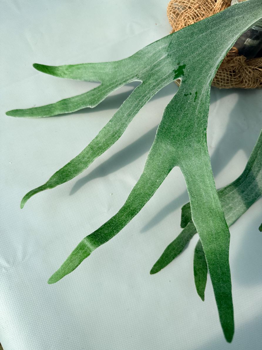 Platycerium Veitchii x Willinckii 05