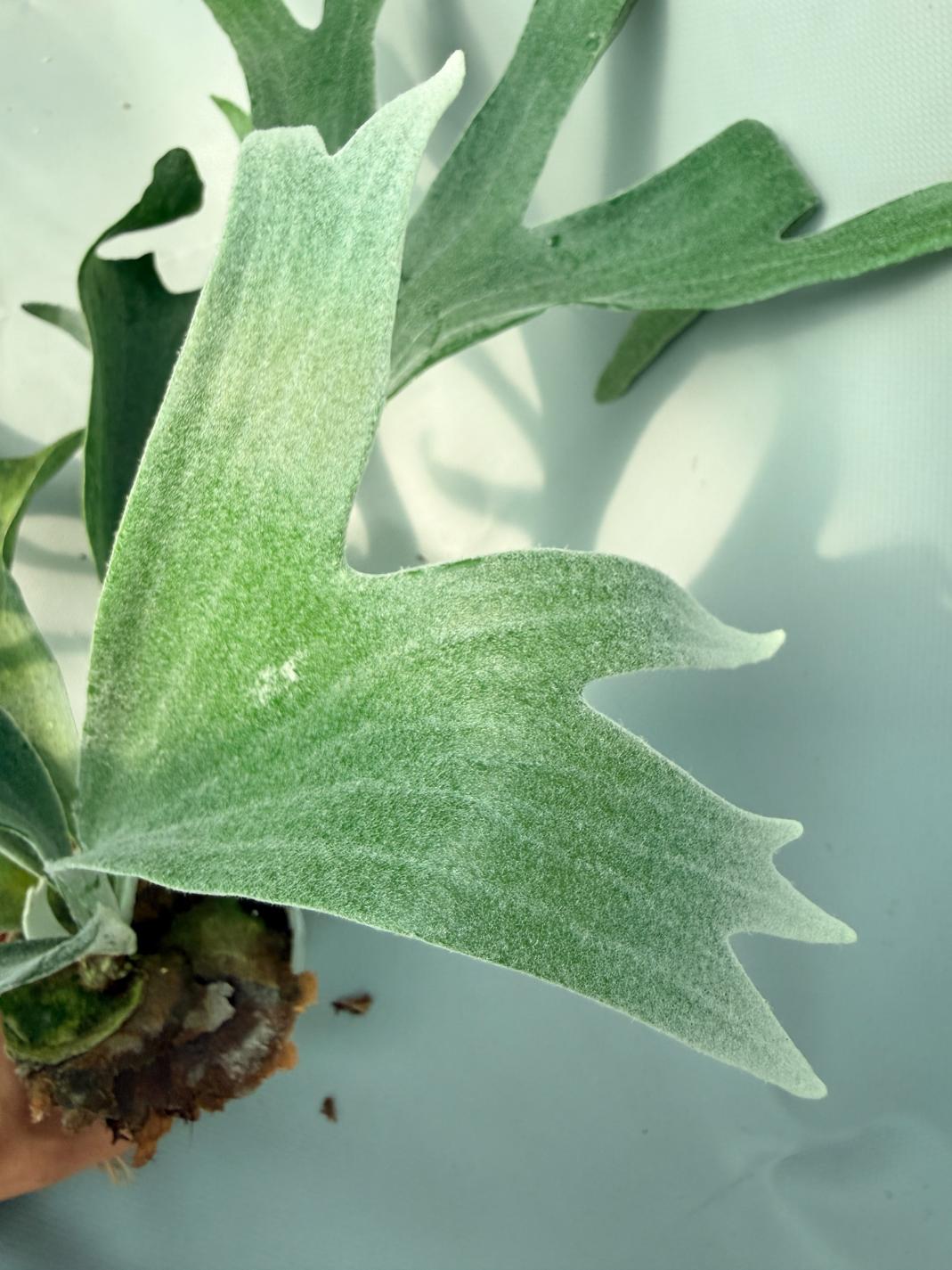 Platycerium Veitchii x Willinckii 08