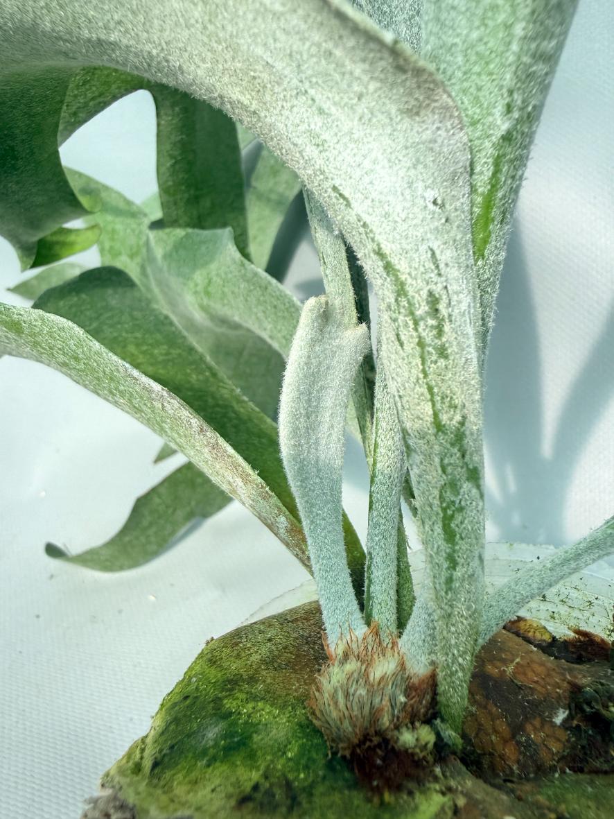 Platycerium Veitchii x Willinckii 11