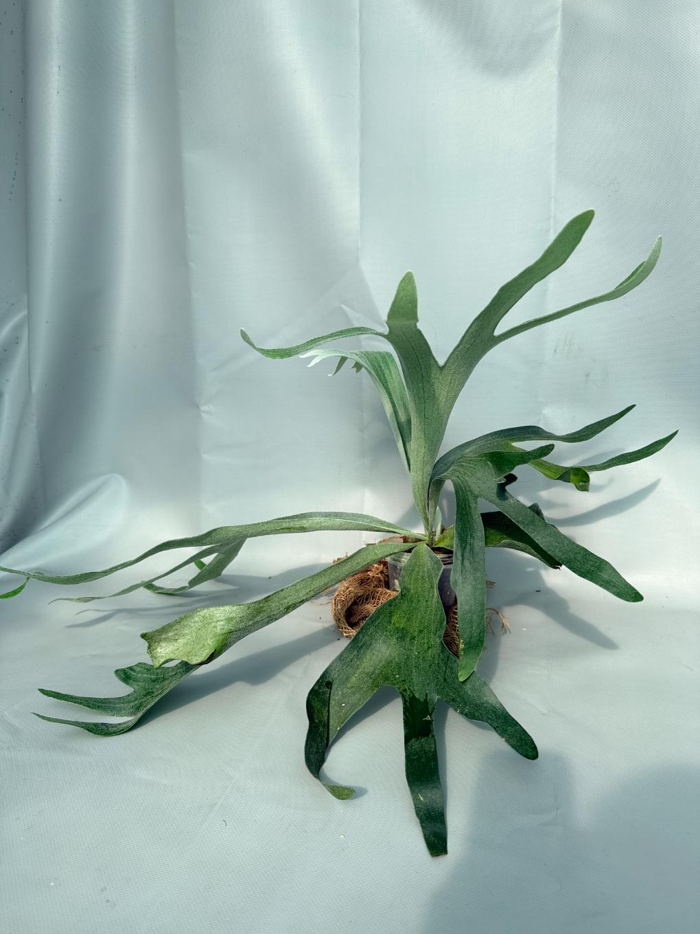 Platycerium Veitchii x Willinckii 02