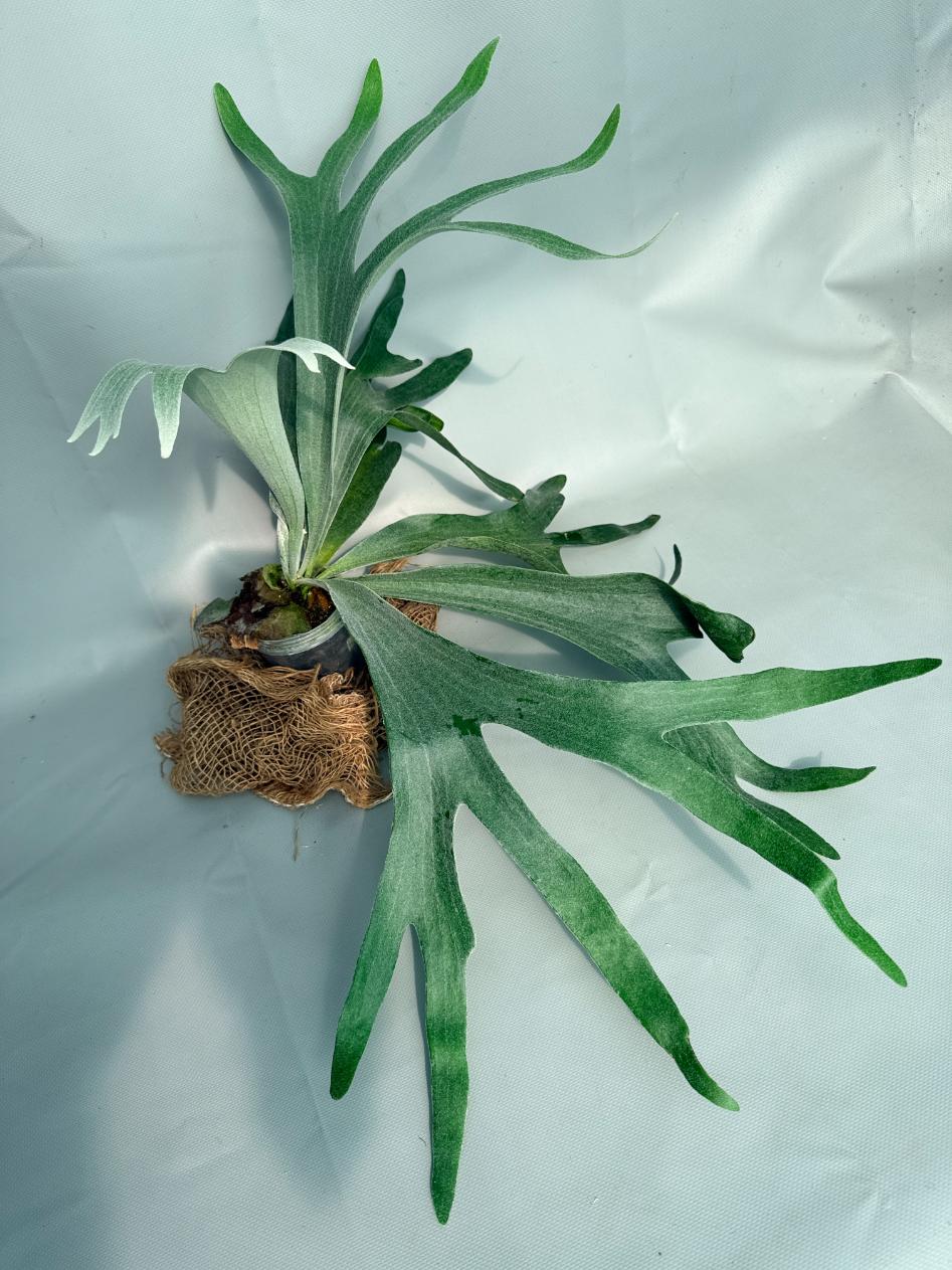 Platycerium Veitchii x Willinckii 03