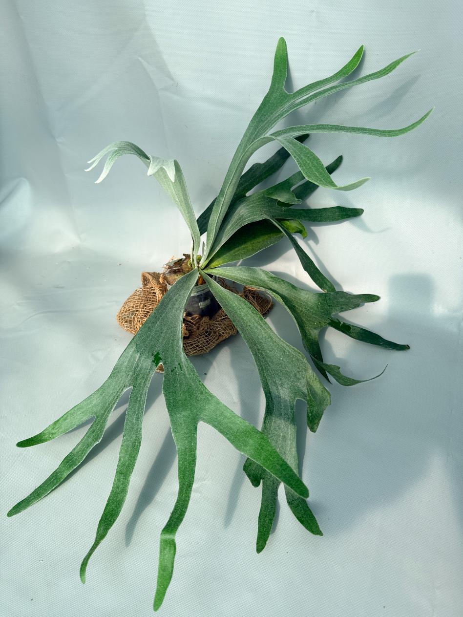 Platycerium Veitchii x Willinckii 04