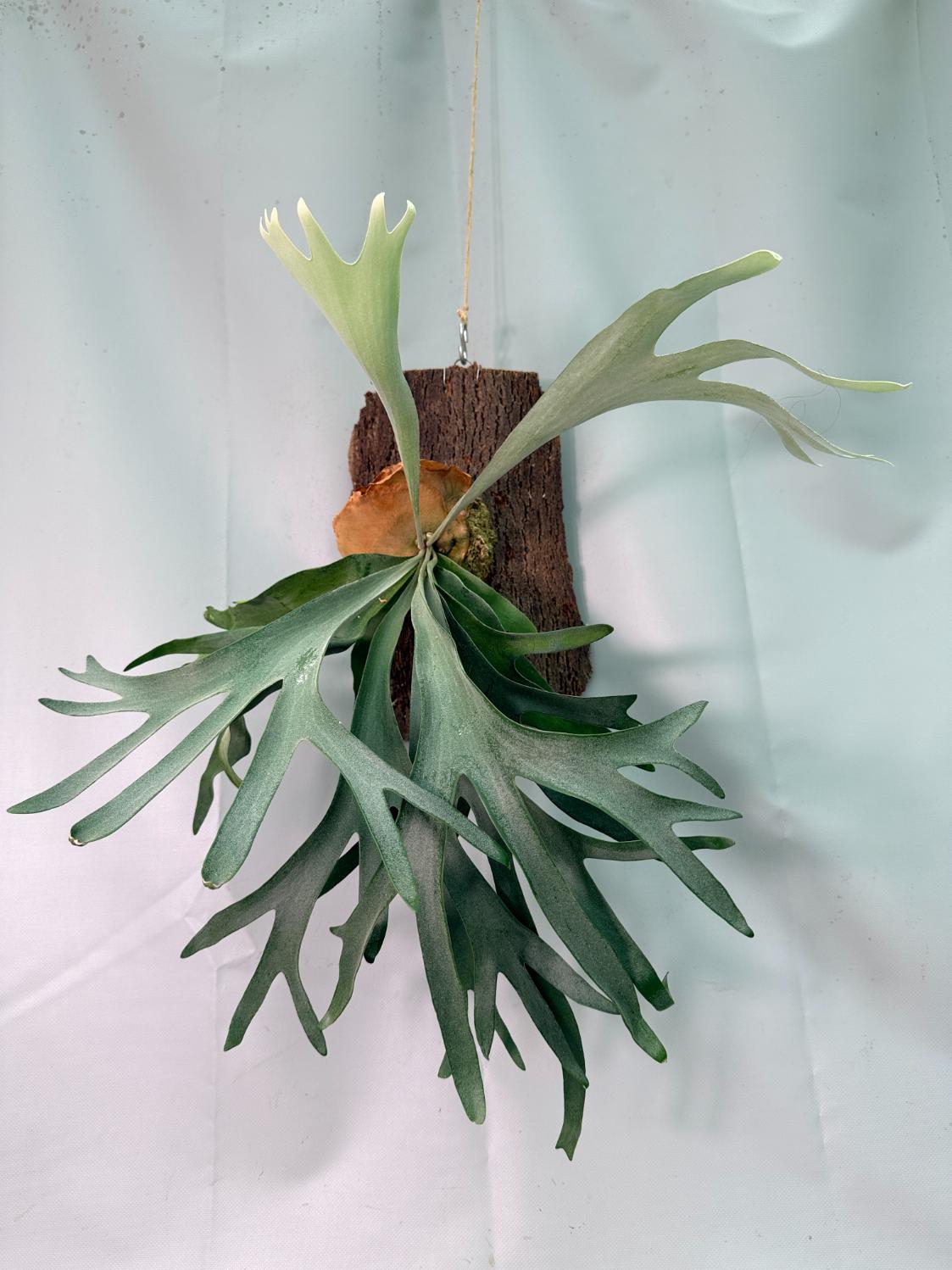 veitchii × willinckii Platycerium Veitchii x Willinckii + mounted on the board