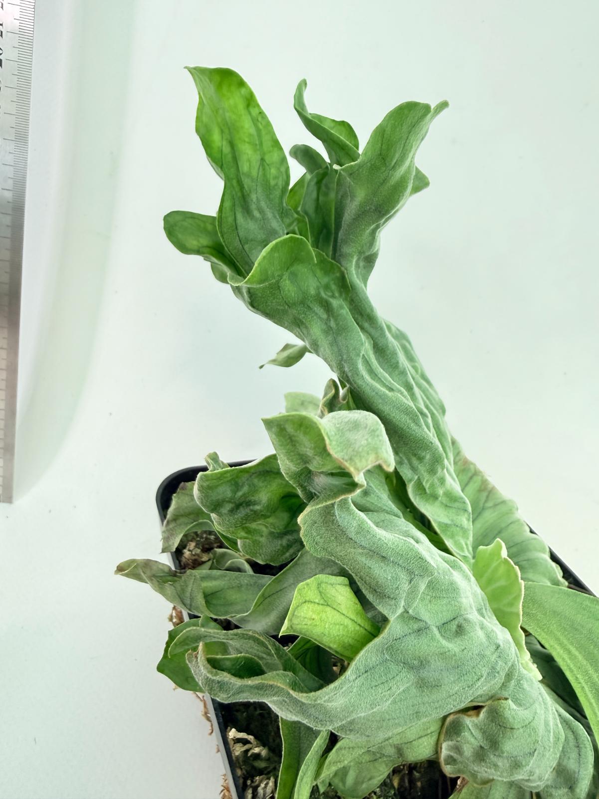 Platycerium Wandae Dwarf & Curling 2