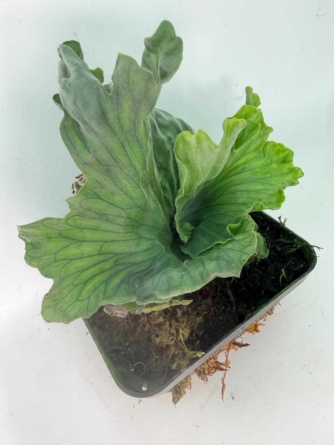 Platycerium Wandae Dwarf & Curling 02