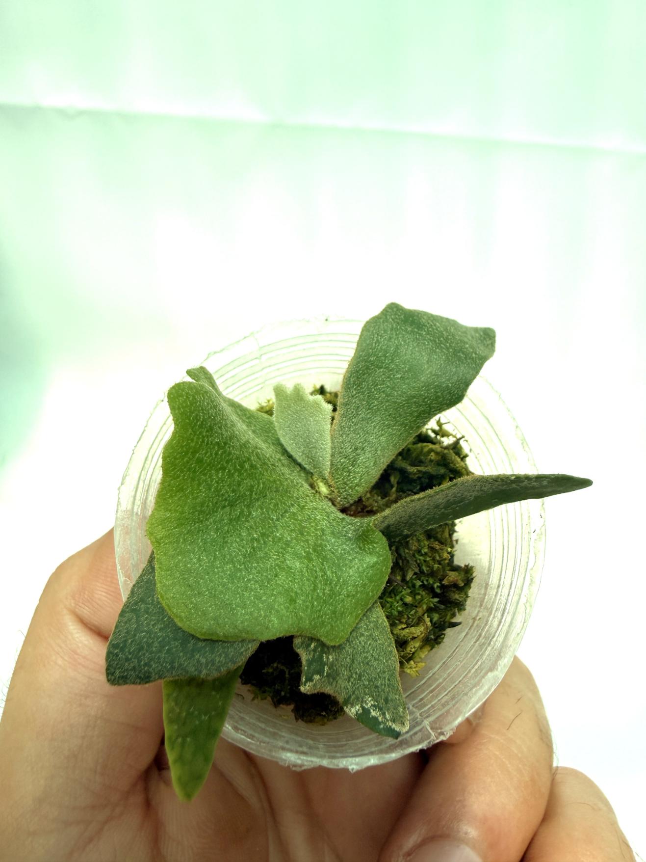 Platycerium willinckii 'OMG'