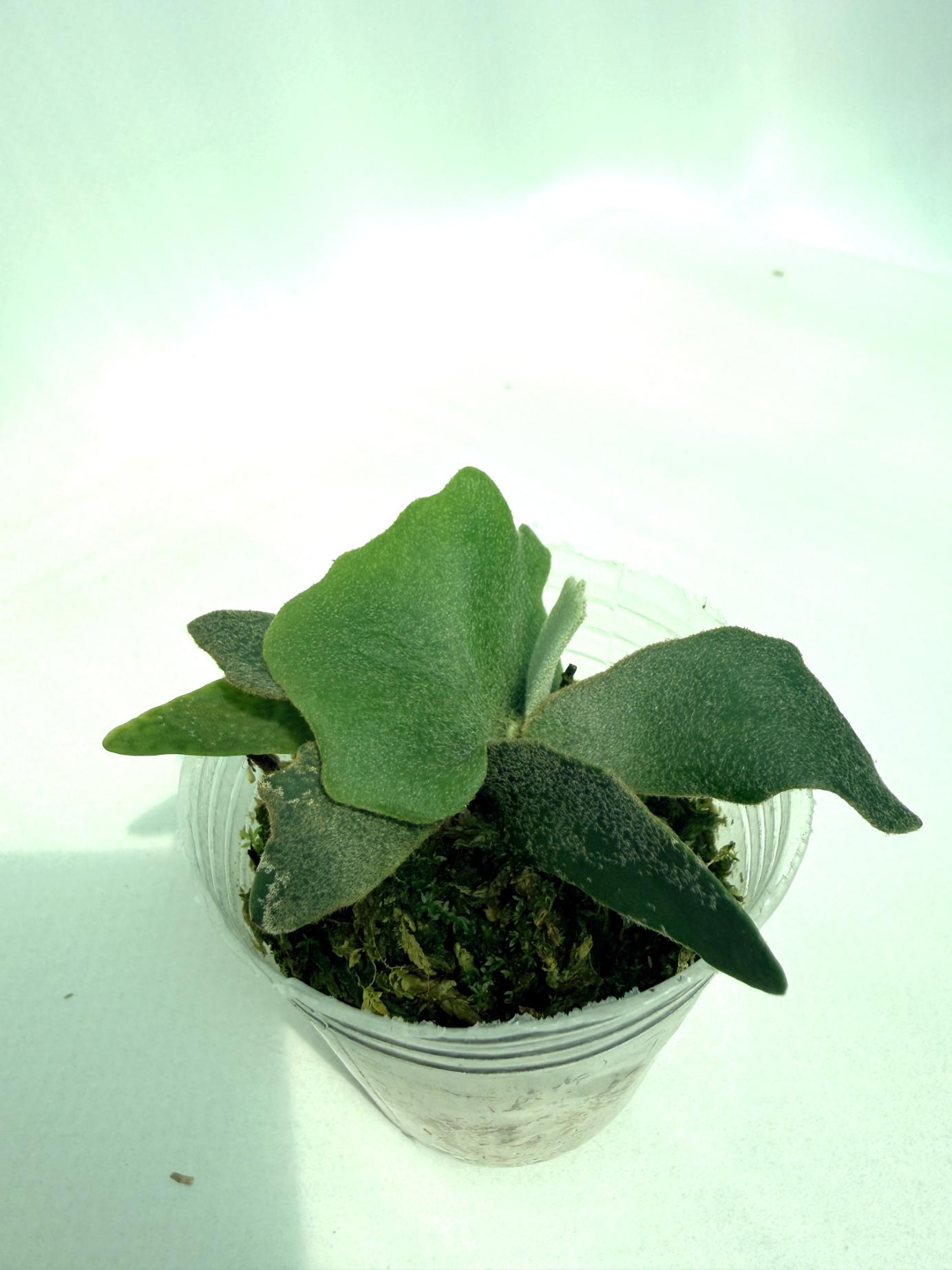 Platycerium Willinckii 'OMG'