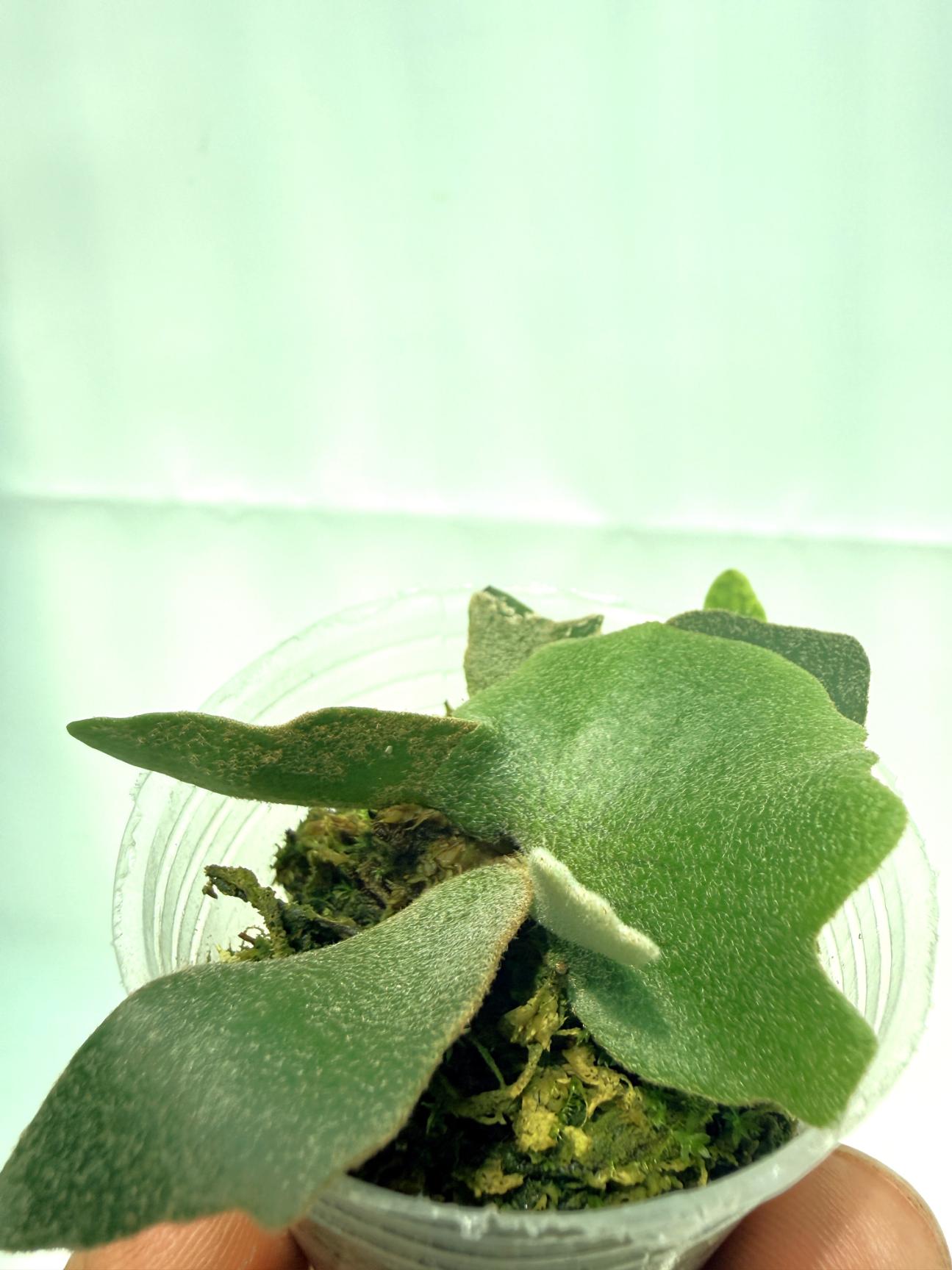 Platycerium Willinckii 'OMG'