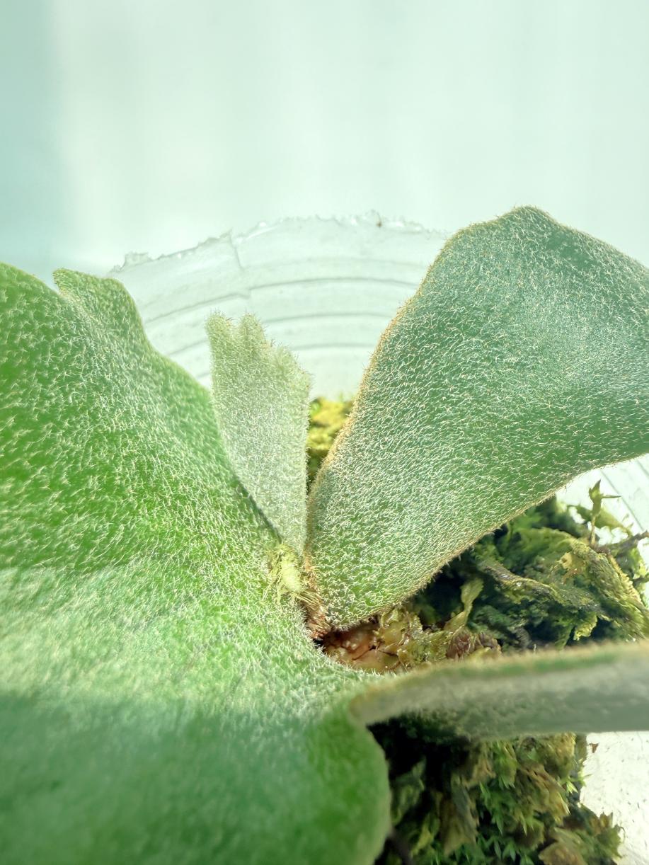 Platycerium Willinckii 'OMG'