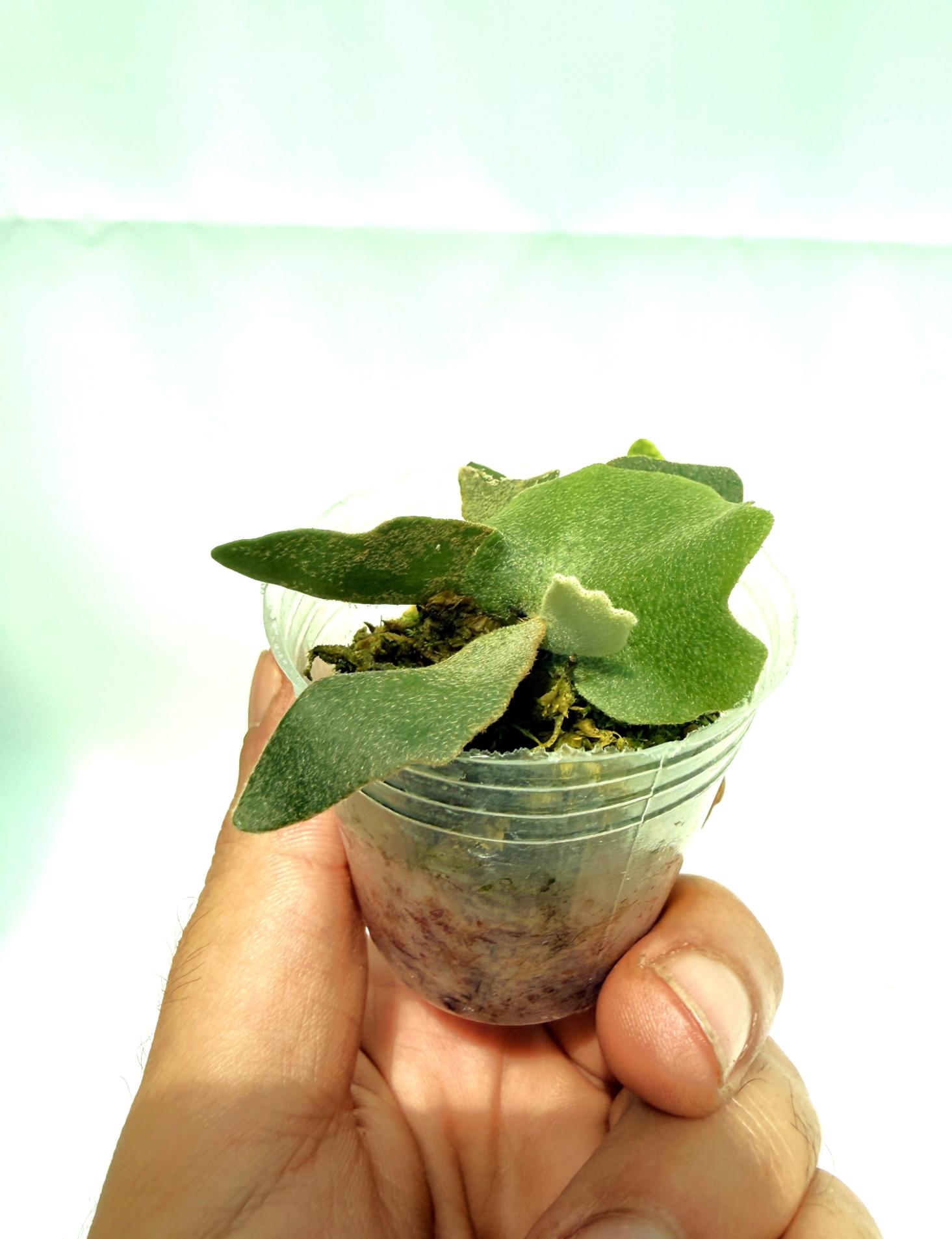 Platycerium Willinckii 'OMG'