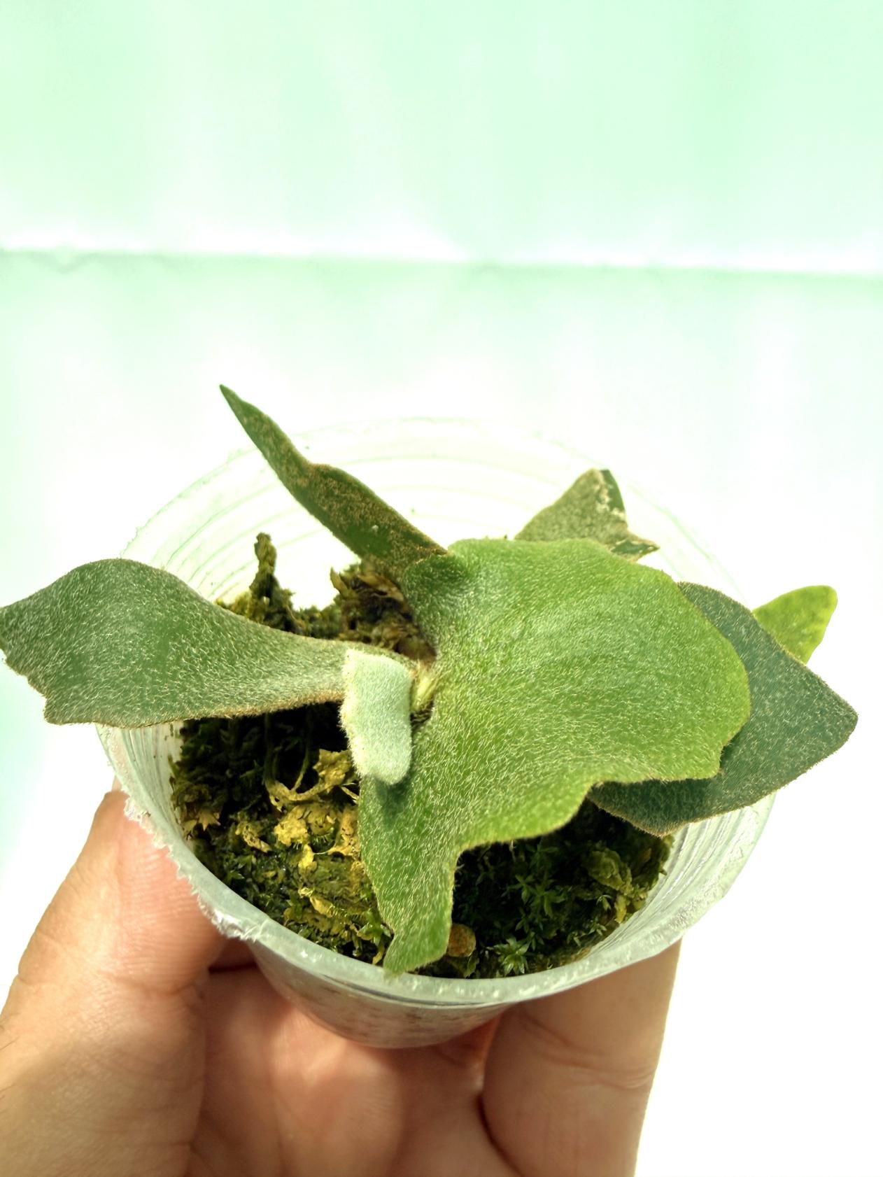Platycerium Willinckii 'OMG'