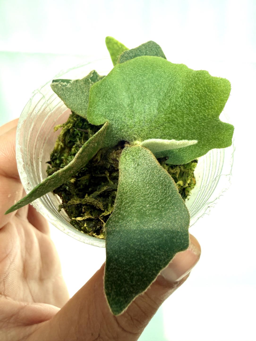 Platycerium Willinckii 'OMG'