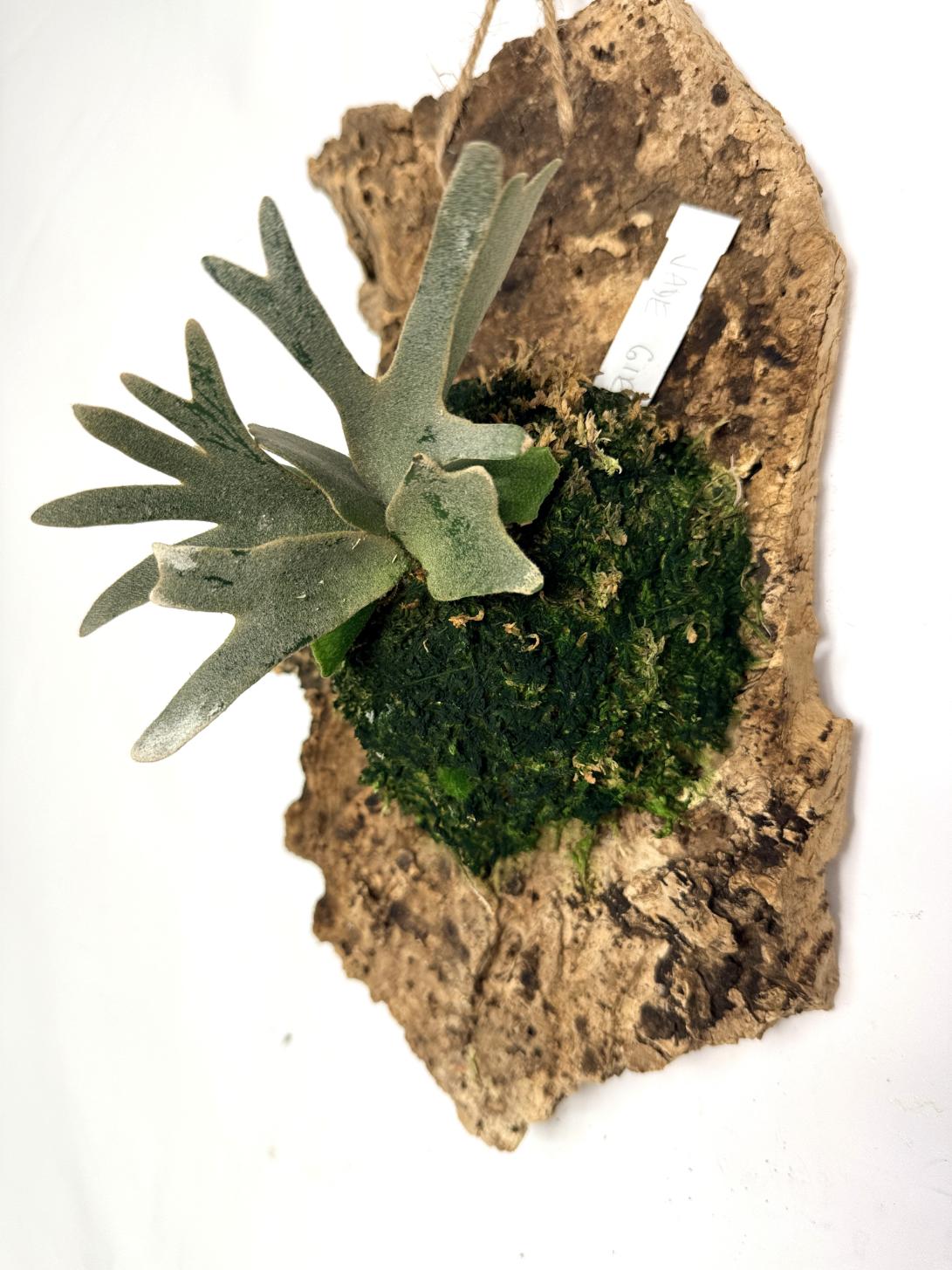 Platycerium Willinckii 'Jade girl'