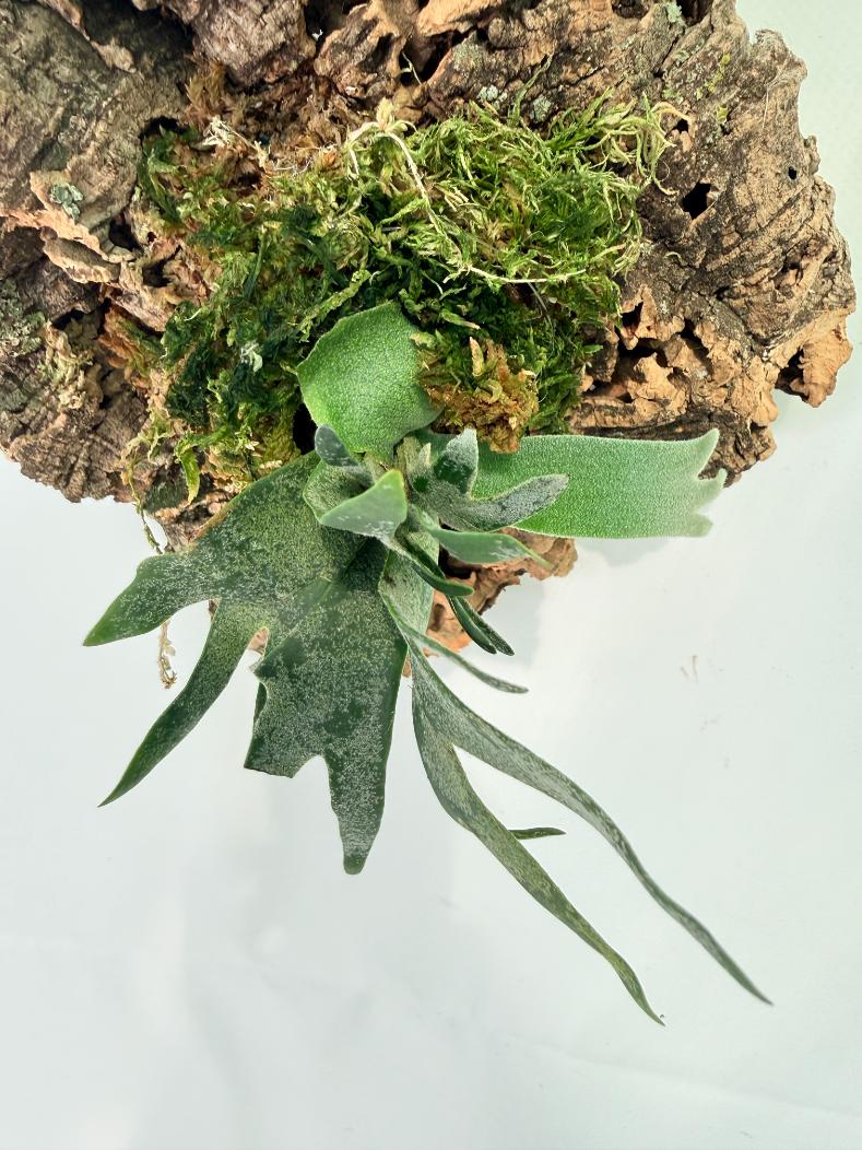 Platycerium Willinckii 'Bacteria' 02