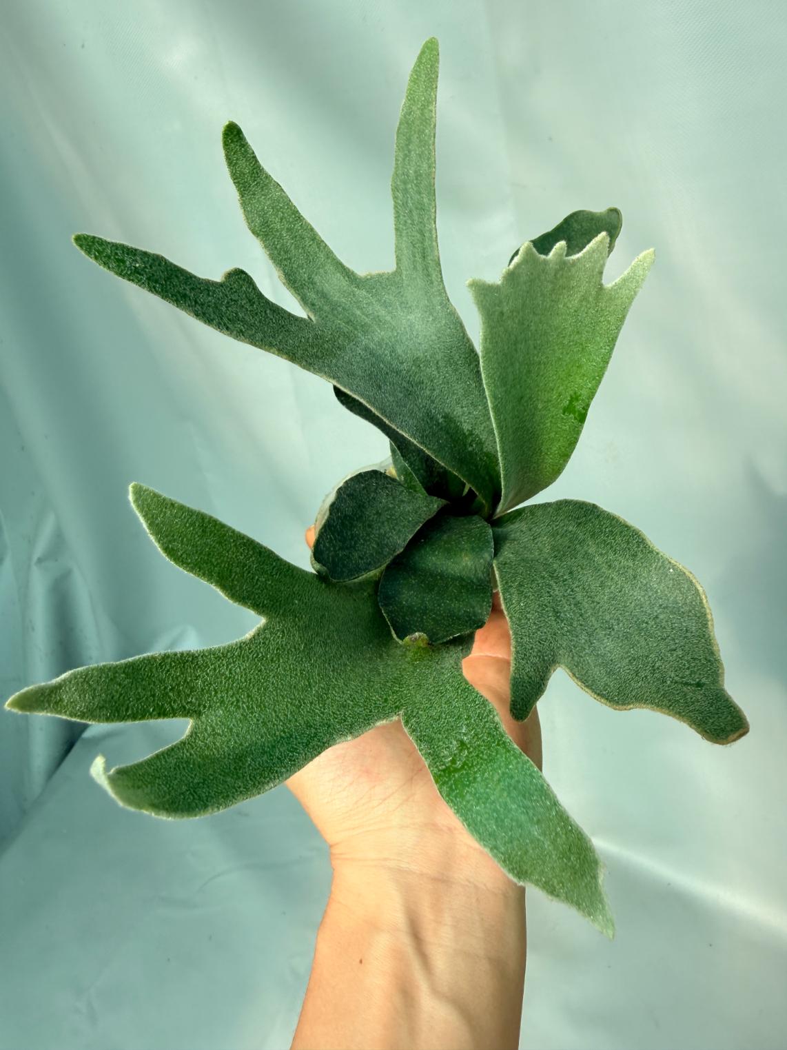 Platycerium Willinckii 'Pedro Tatusta' 02