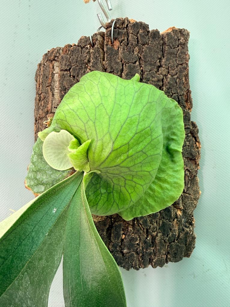 Platycerium 'Horn's Surprise' 02