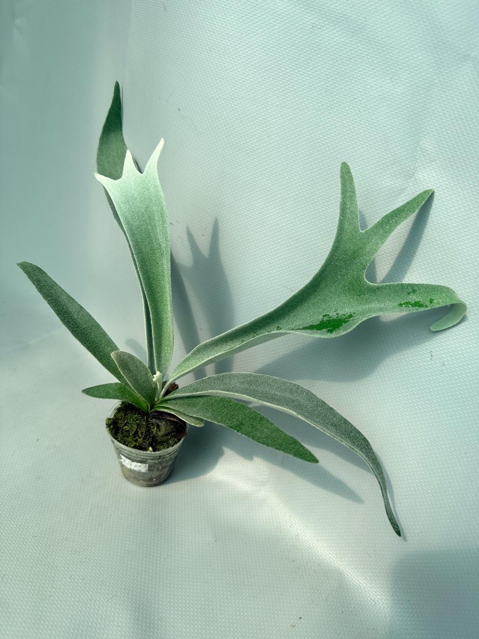 Platycerium 'Wolverine' 02