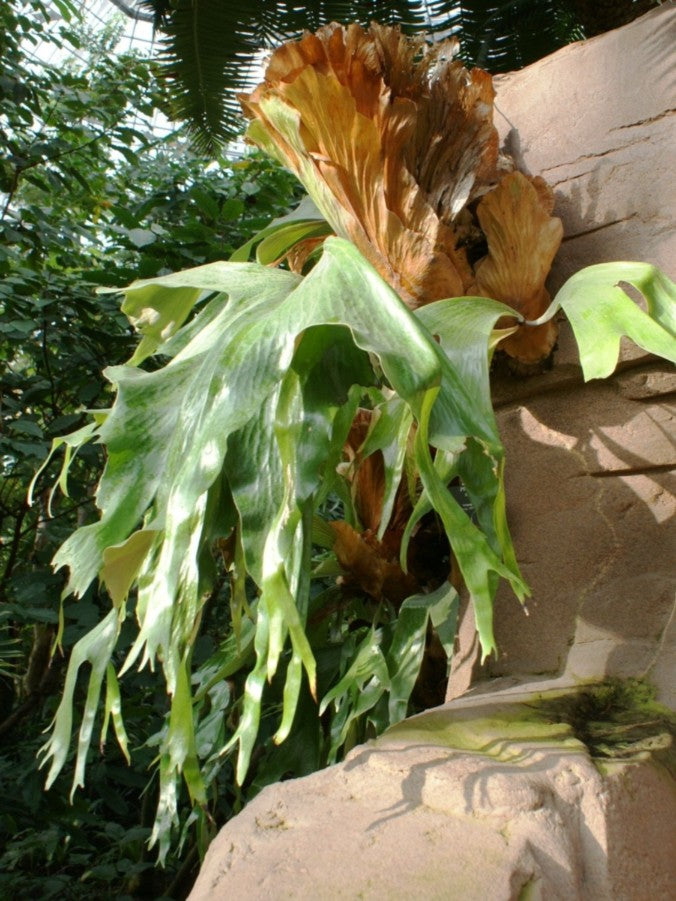 Platycerium Stemaria
