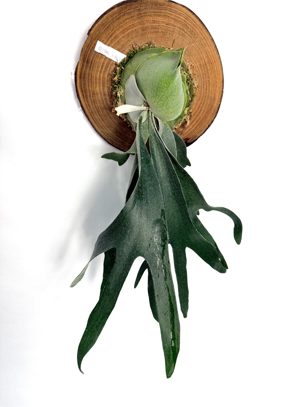 veitchii × willinckii Platycerium Veitchii x Willinckii + mounted on the board