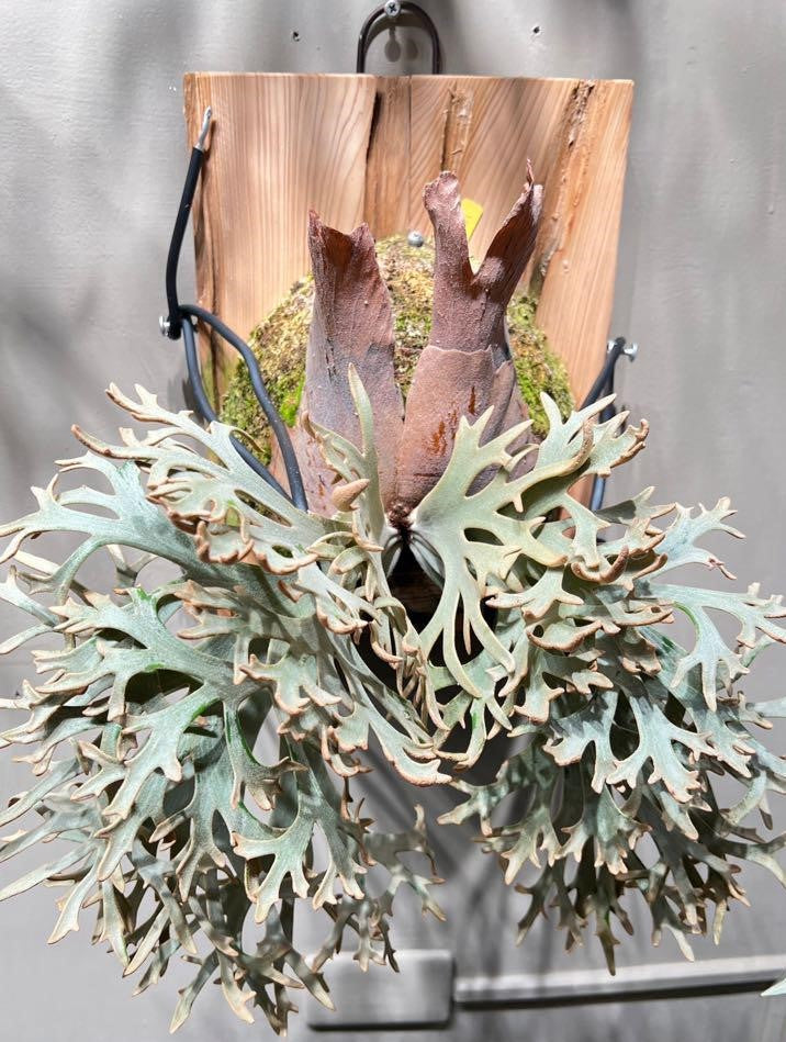 Platycerium willinckii 'Jenny'