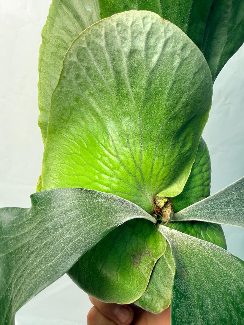 P.Alciorne×Elephantis Platycerium Elephantotis x Alcicorne | Welovetropicalplants