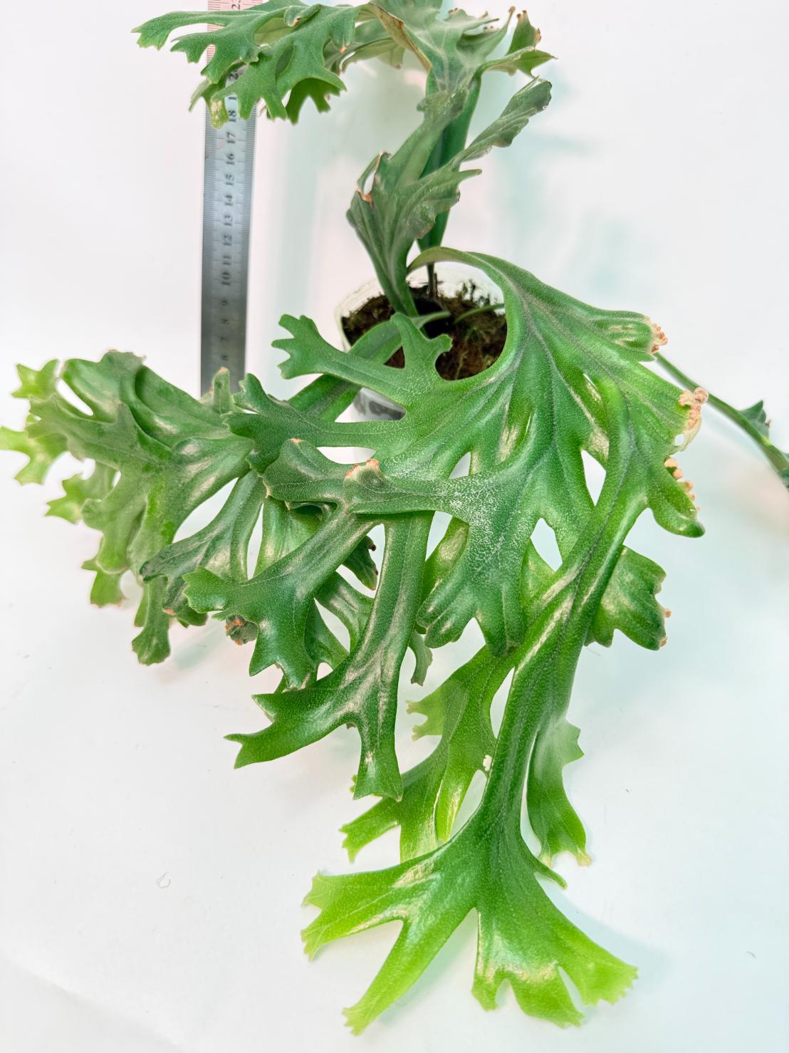 Polypodium Longifolia Crested Leaf 2
