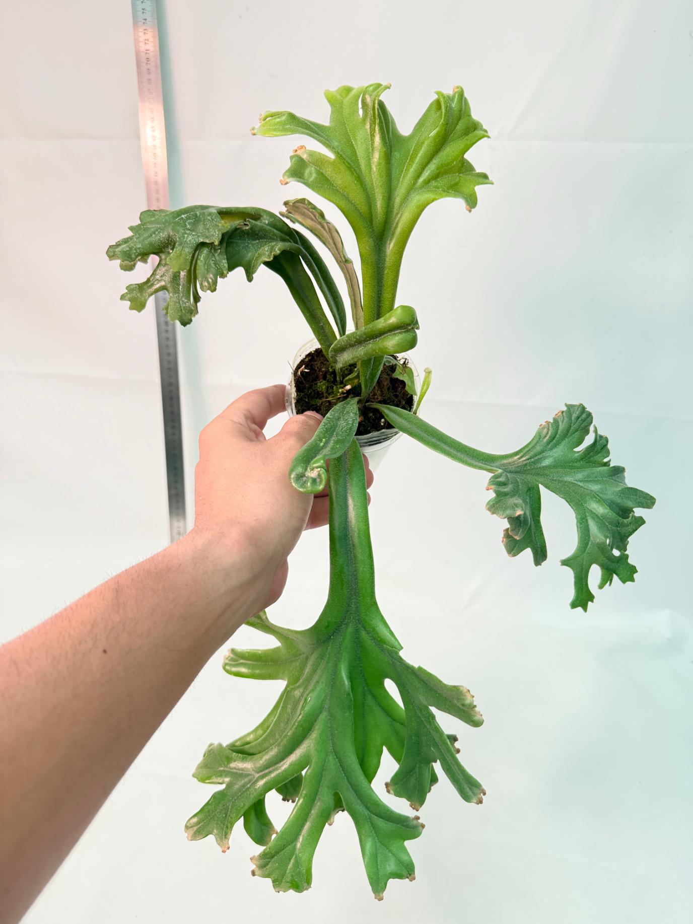 Polypodium Longifolia Crested Leaf 2