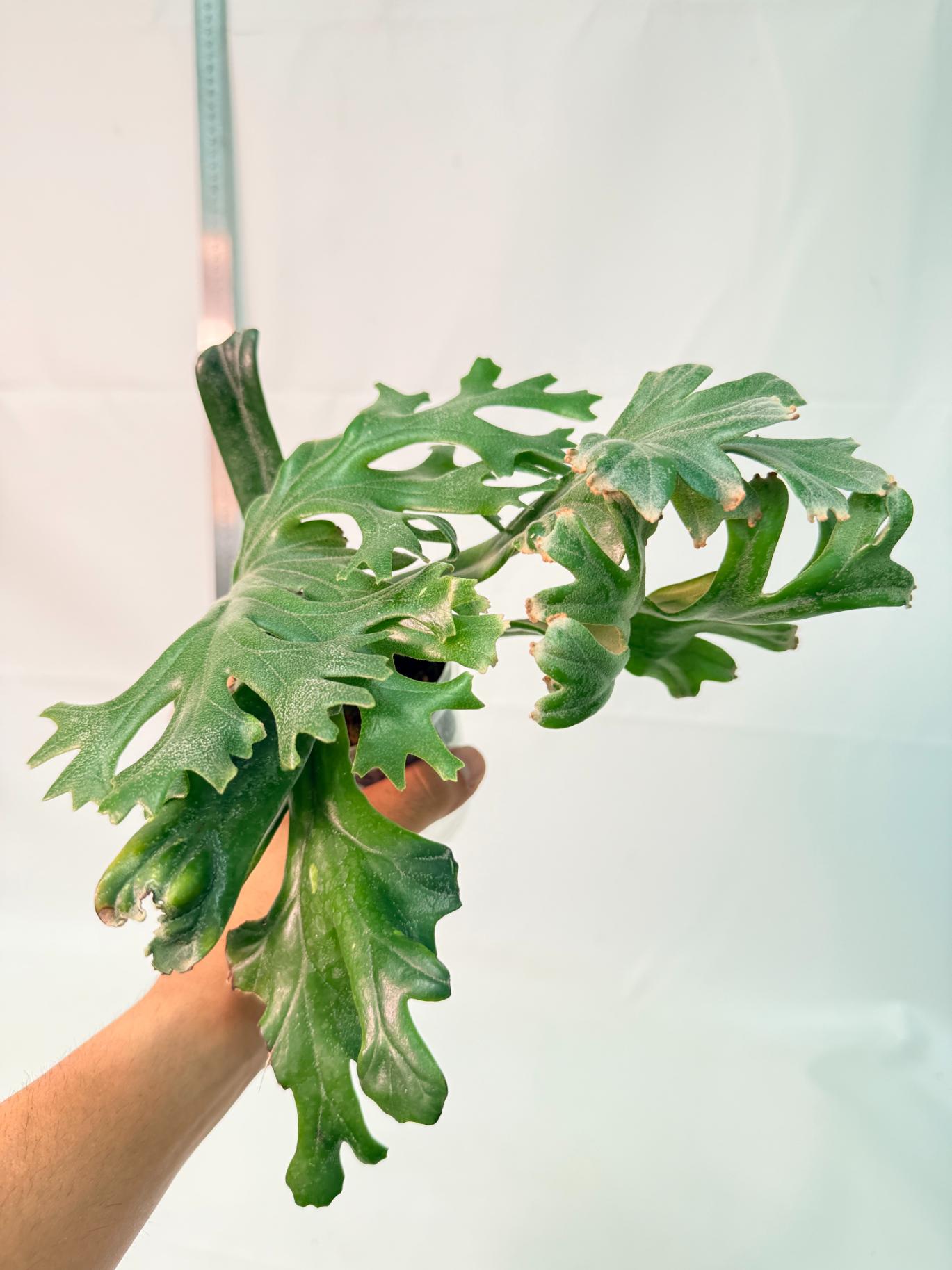 Polypodium Longifolia Crested Leaf 2