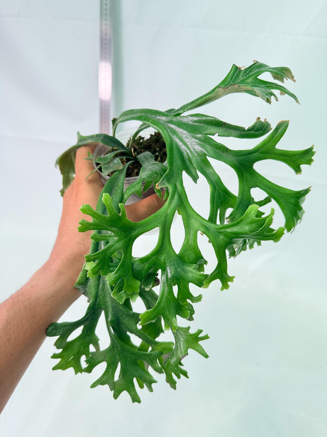 Polypodium Longifolia Crested Leaf 2