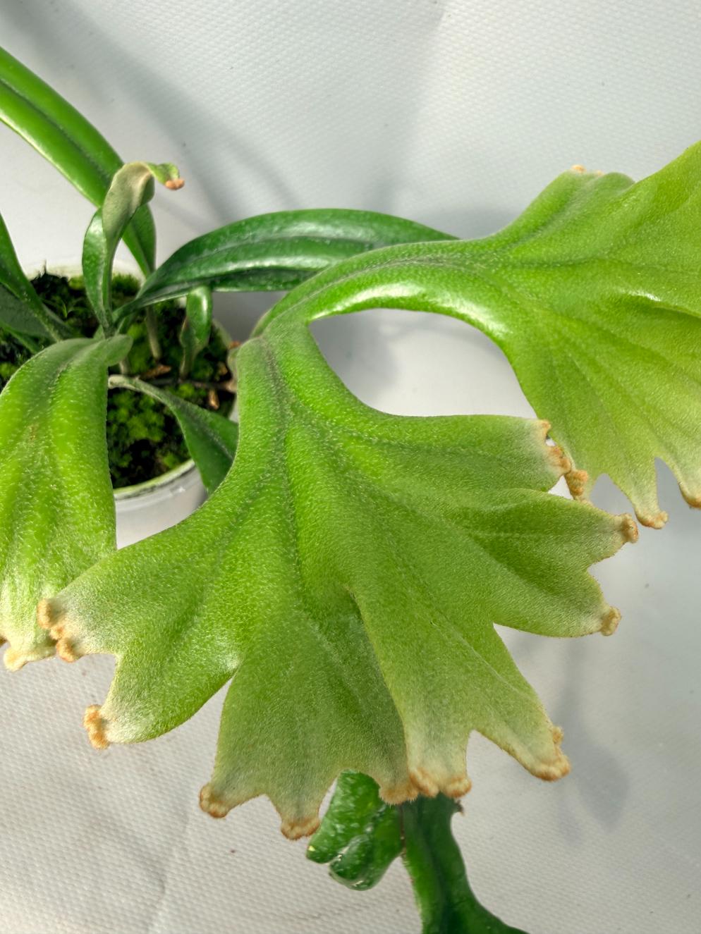 Polypodium Longifolia Crested Leaf 02